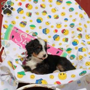 Frank, Mini Bernedoodle Puppy